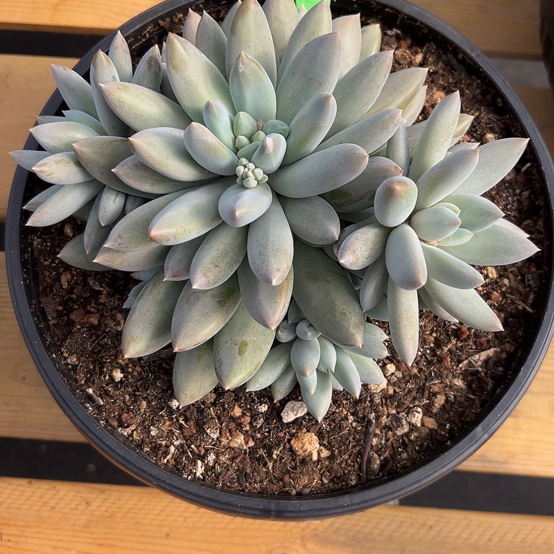 梁****14哥特。多肉。    