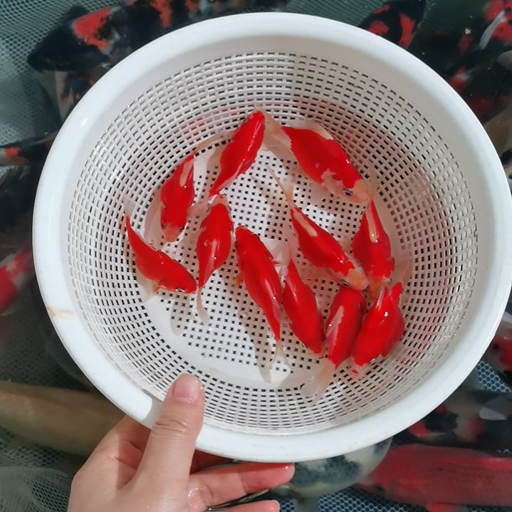 锦鲤玉鲭锦鲤伴侣很好养