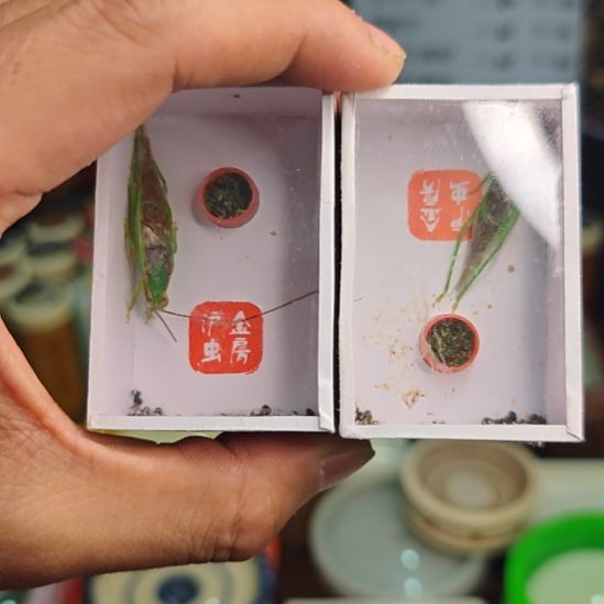 霍氏片蟋断须四条