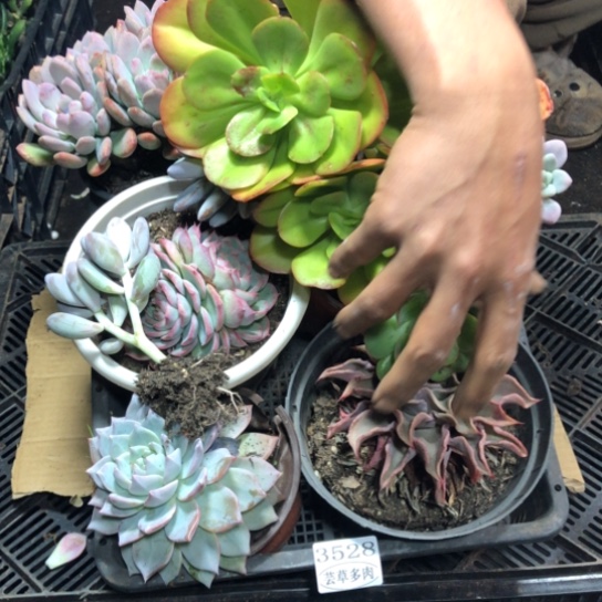 框拍，3528，微瑕，介意慎拍