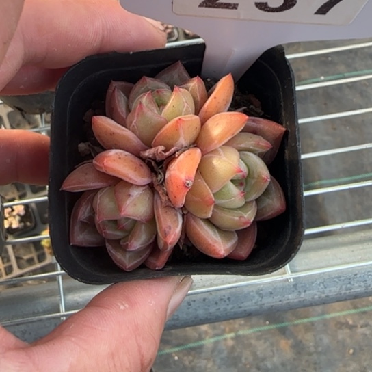 237比翼鸟一物一拍多肉