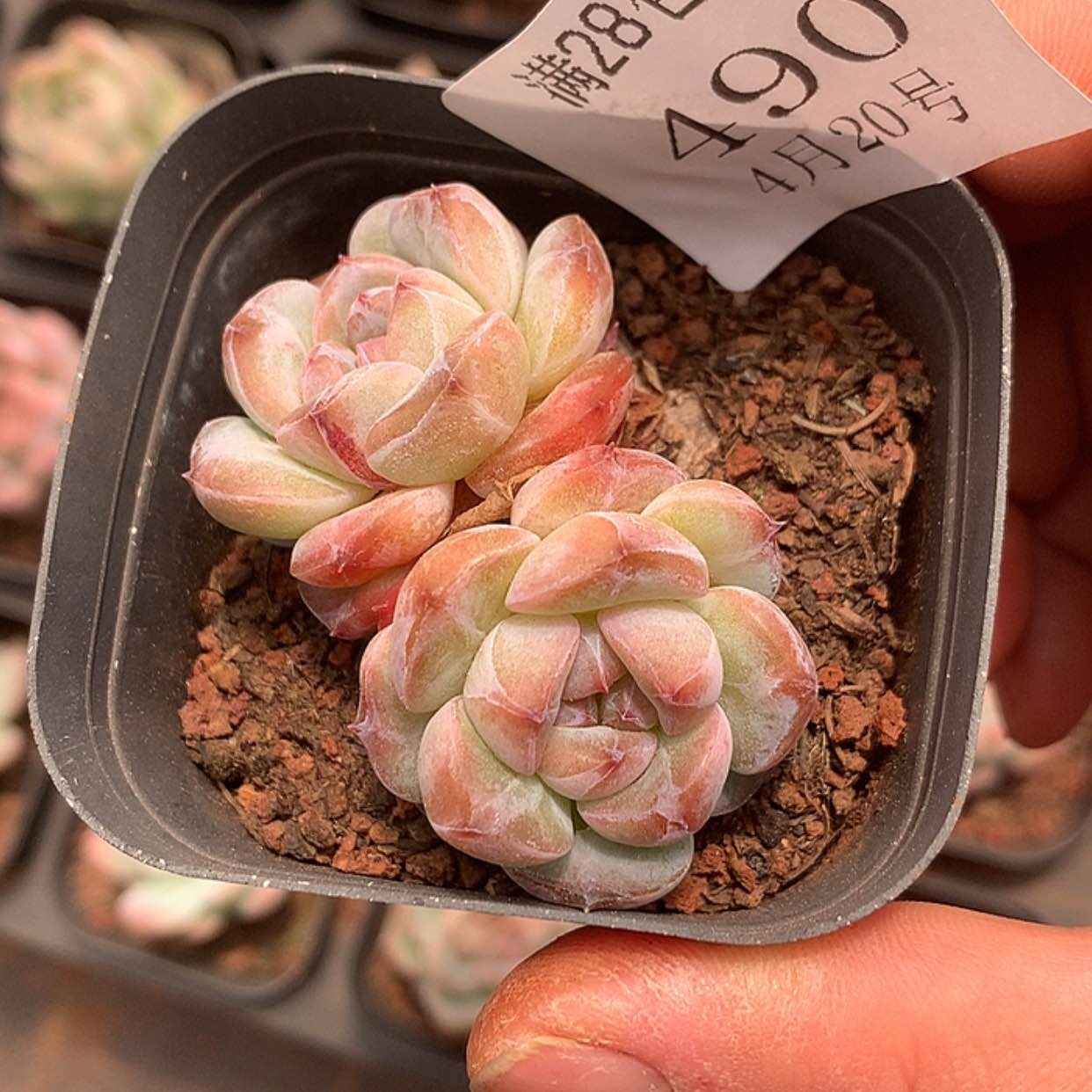 【闪购商品】云490