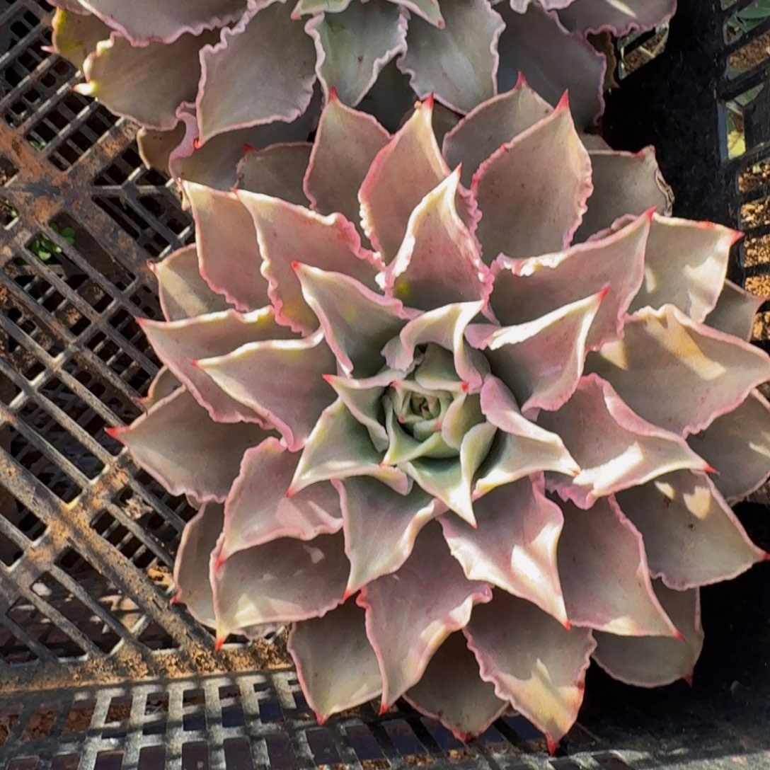 饺子皮 一颗 不包损13米