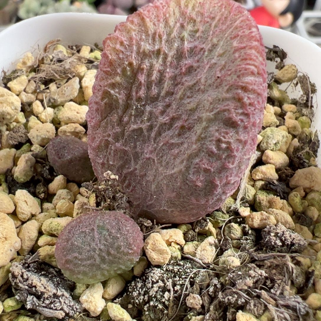 福利款实生新品大苗多肉植物