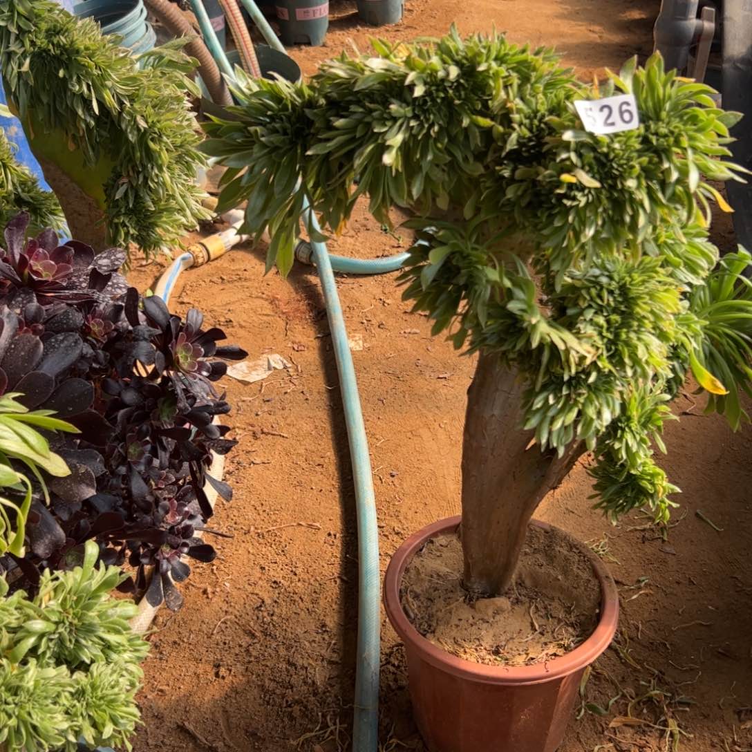 绿瑶526高47厘米