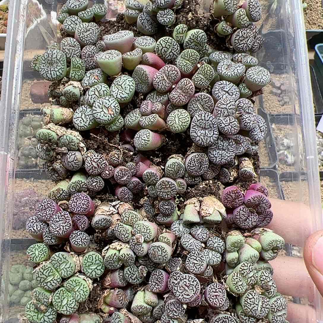 【闪购商品】88 清盒