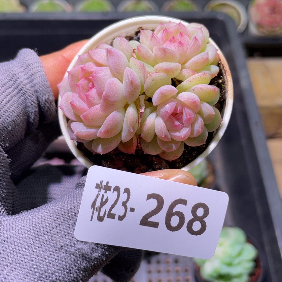 花利美23-268糖心新品