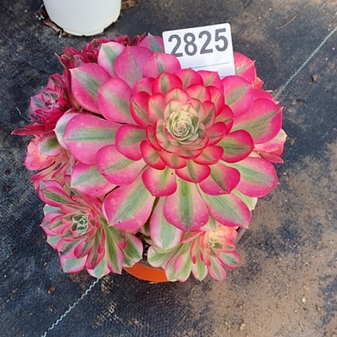 红陶炽**花2825倾城3冠17.8