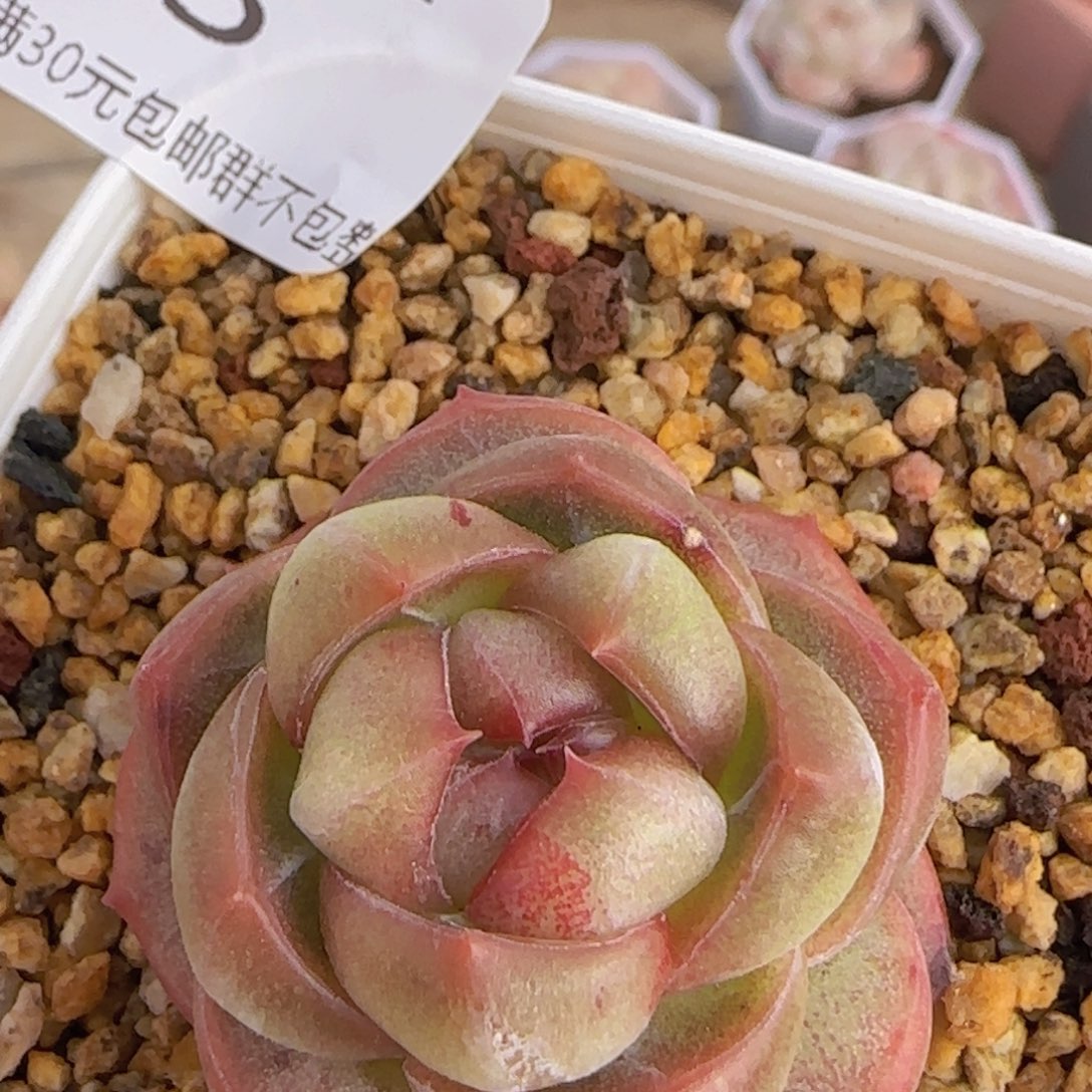 珍妮单头一颗脱土发货