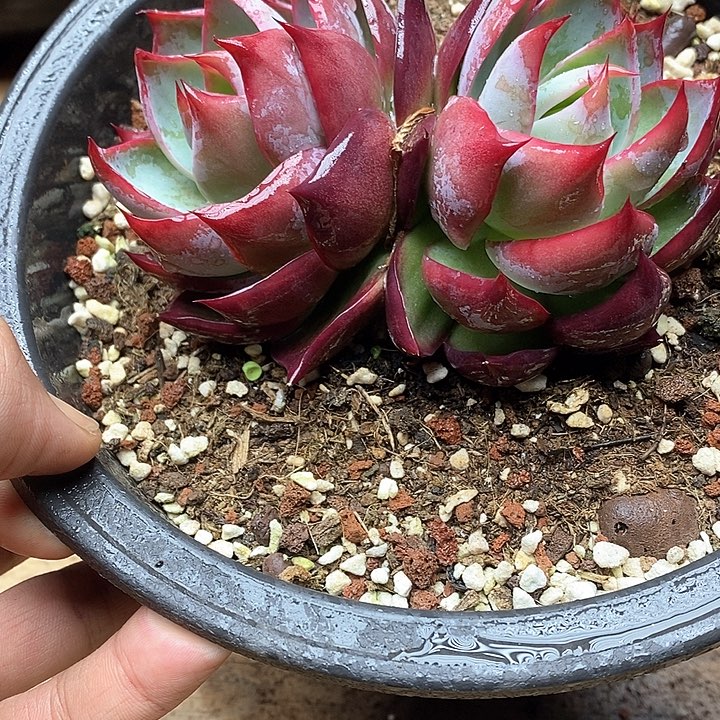 悠****8惊鸿仙子双头039