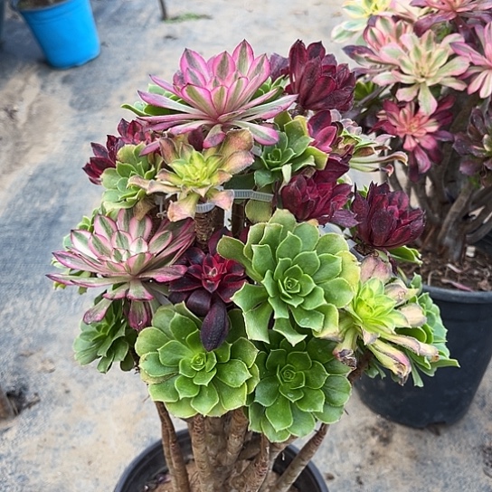 多肉植物法师嫁接17