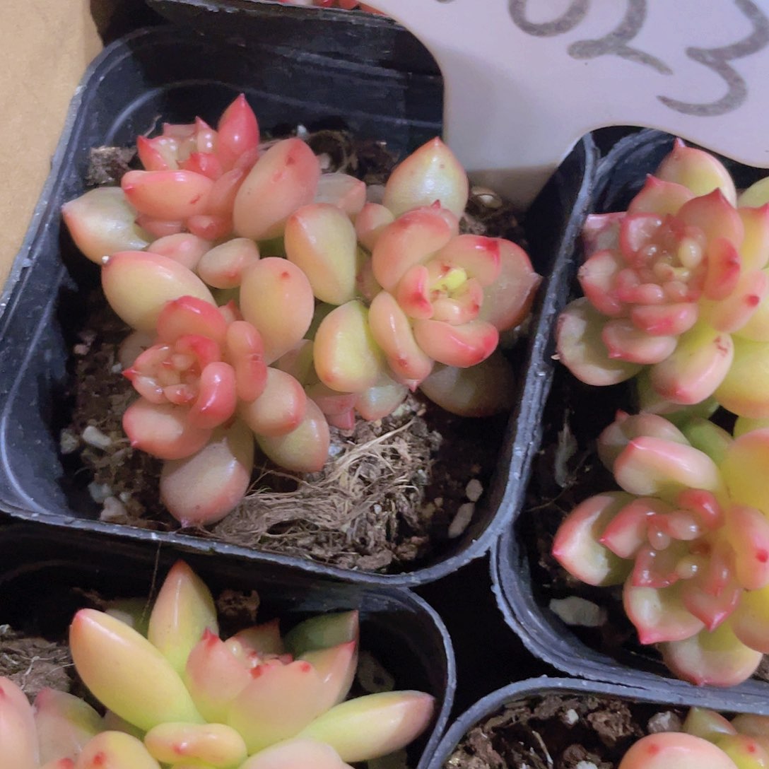 苹果花w023一物一拍