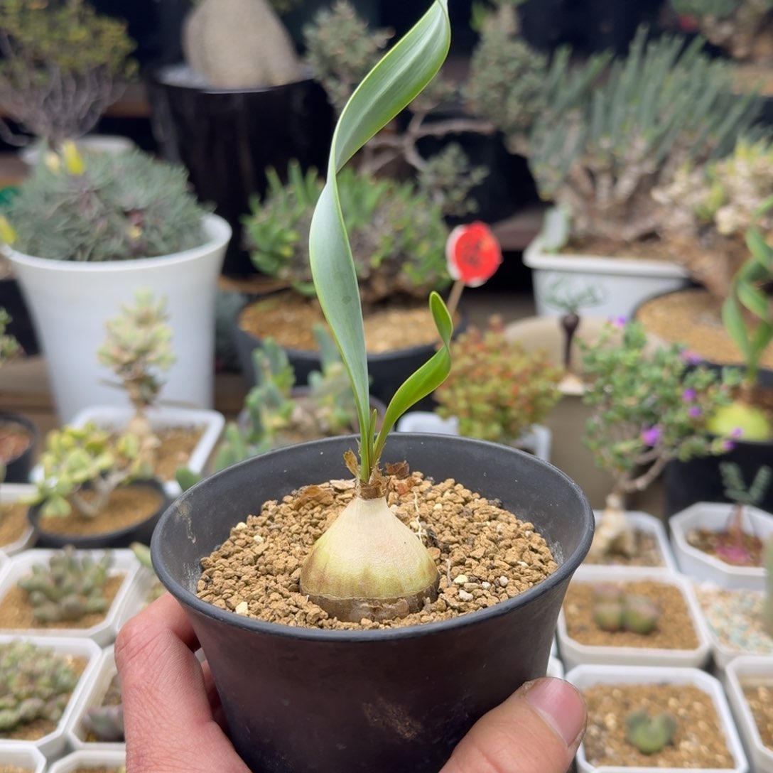 卷叶垂筒花3.5cm多肉