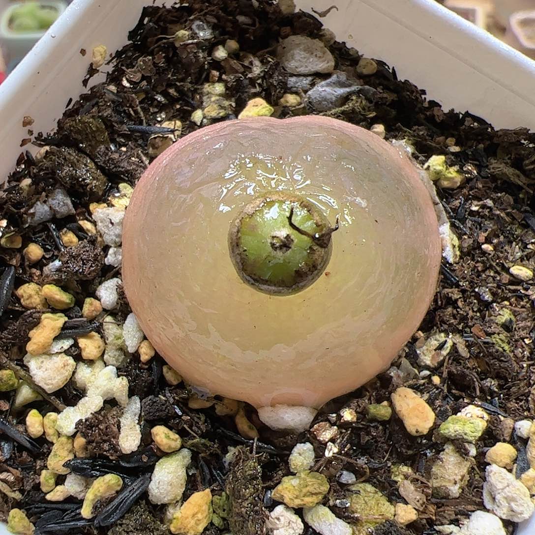 【闪购商品】60 橘色灯泡