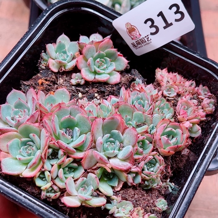 多肉植物多肉植物