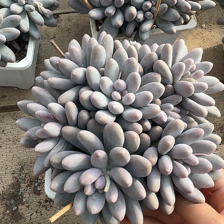 汤圆多肉植物的生长 