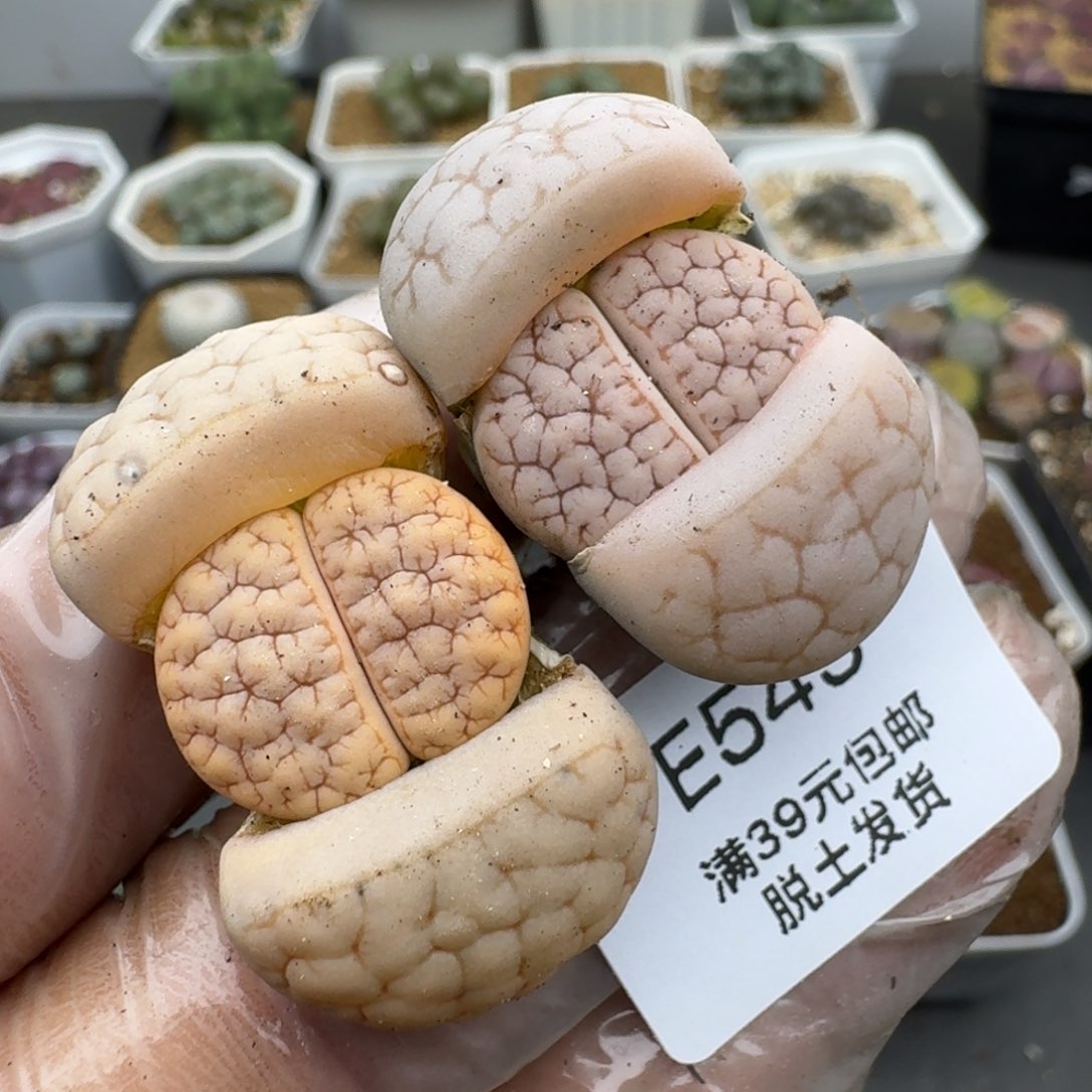 545哈哈哈哈哈哈哈哈