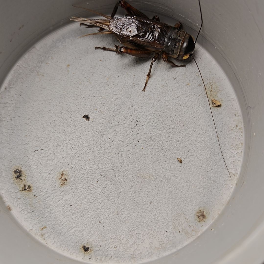 蟋蟀歪门邪调 啥都盘60