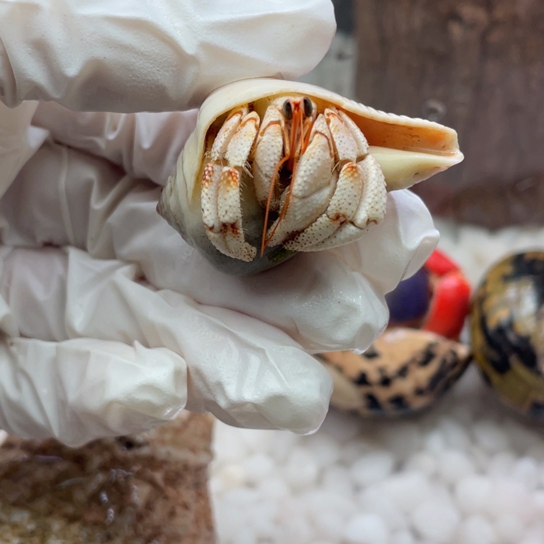 1.7独苗漏价小白草2
