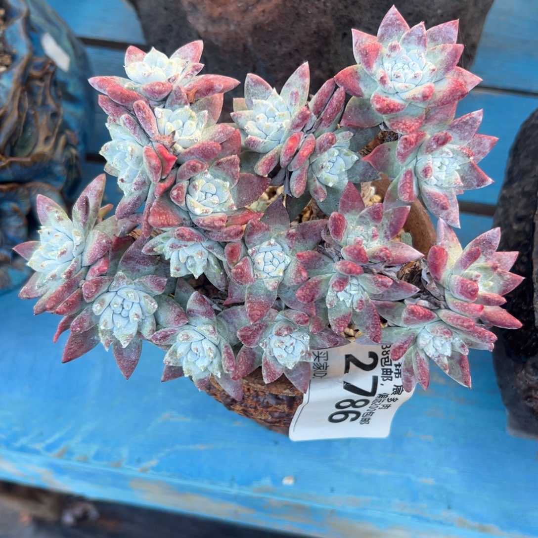 瑞吉娜～一物一拍1671