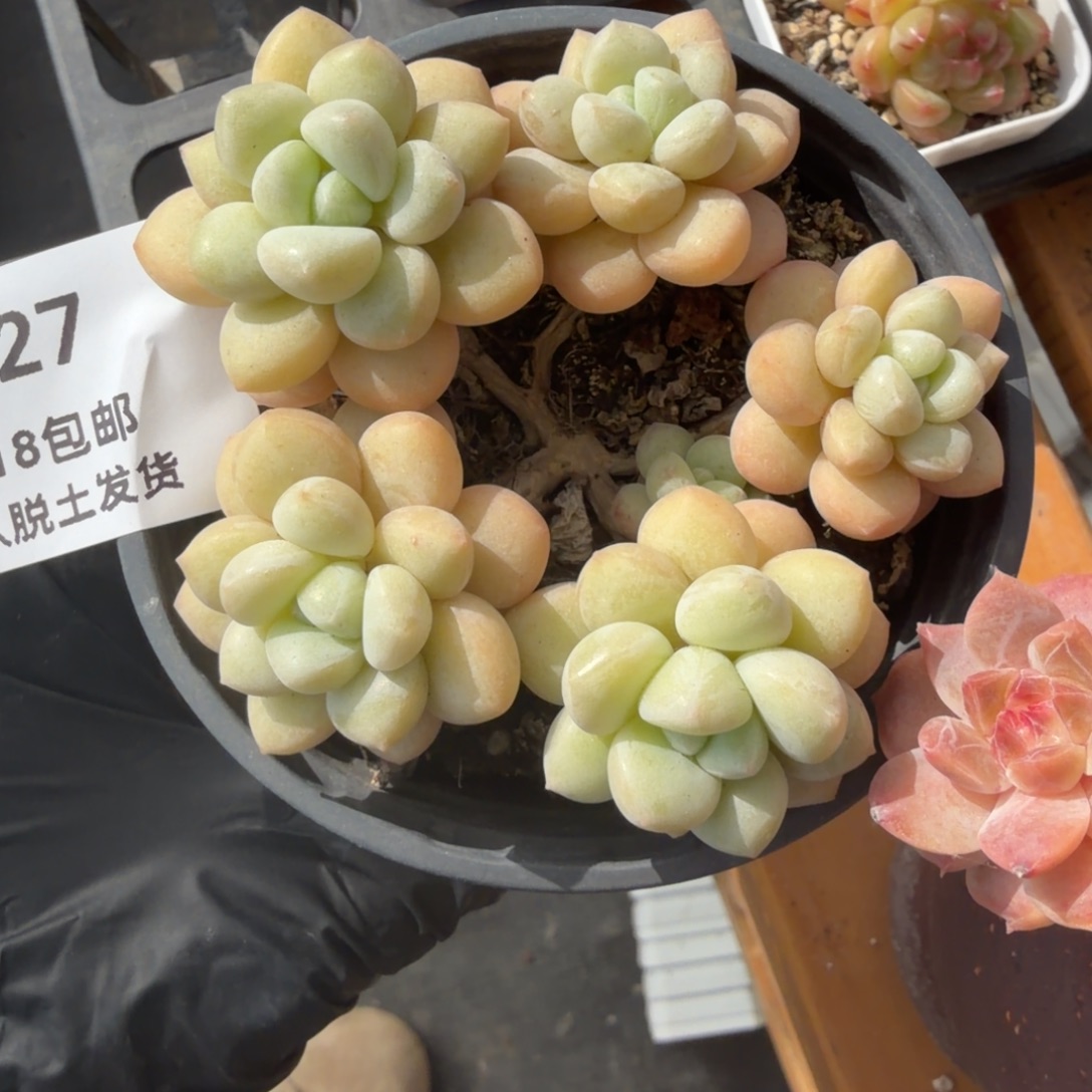 东篱下多肉植物哈哈哈27