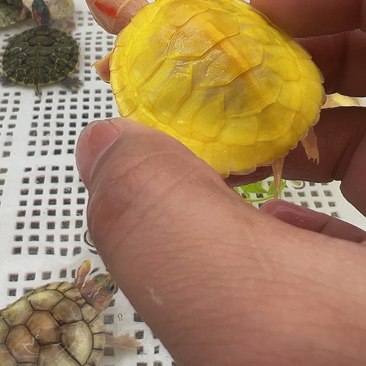 绿毛龟不分公母巴8888788