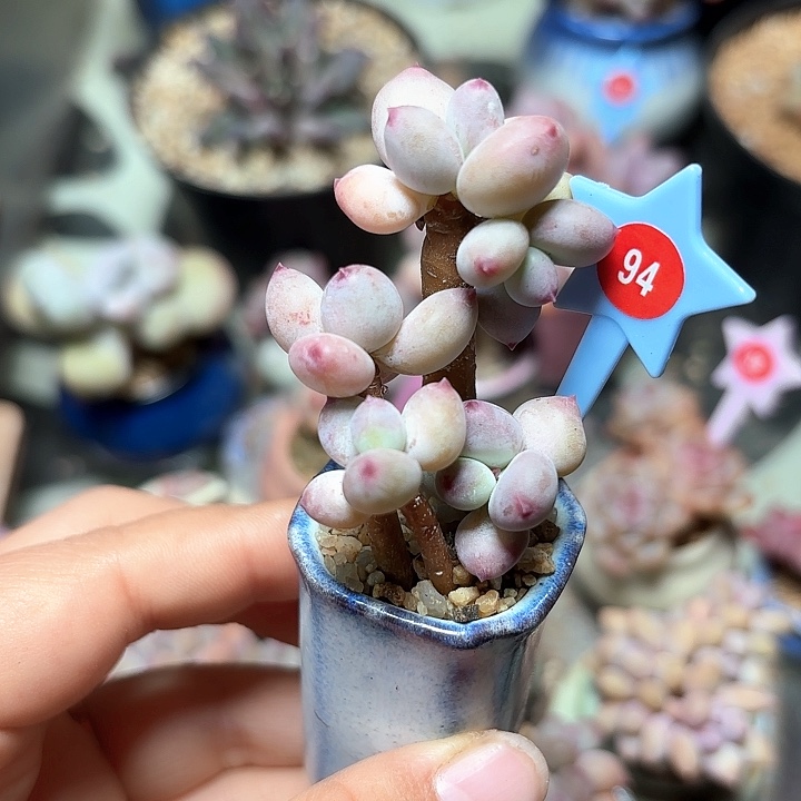 仙桃奶酪发发发发94