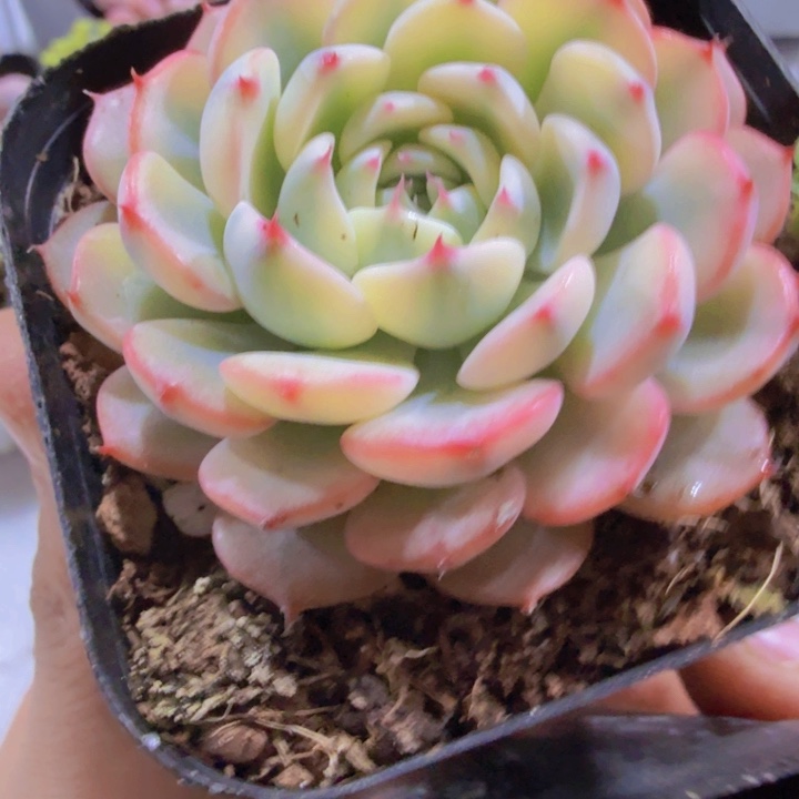 姬莲锦新品一颗王炸