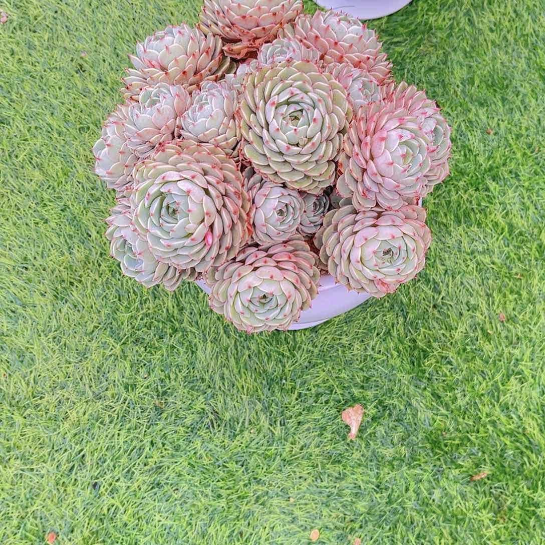 忘*草多肉植物肉肉和好，