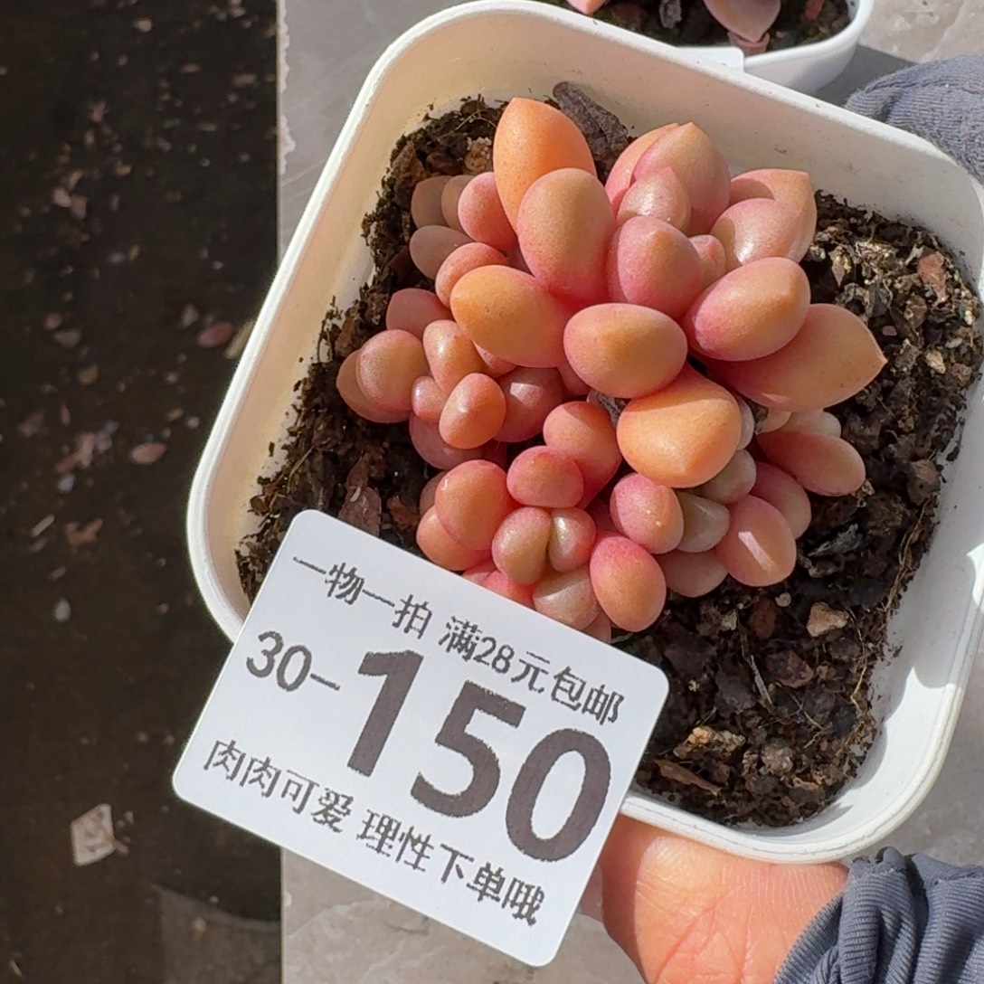 先锋派无盆土发货无盆