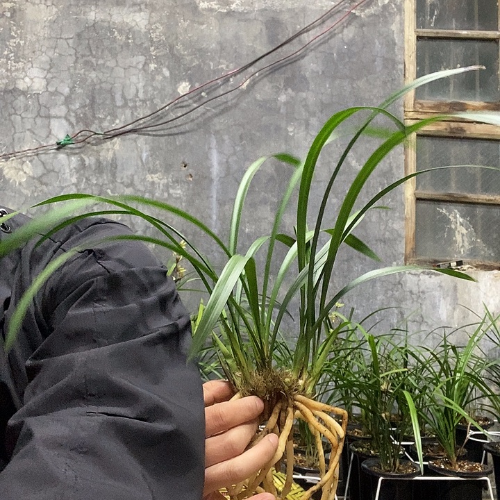 风***阻完全开放生态建兰