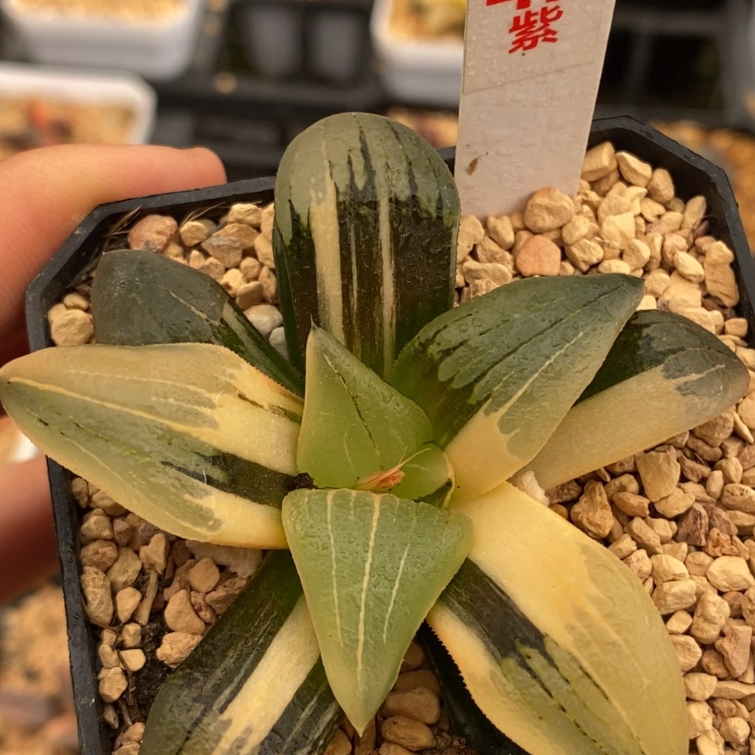 42红文寿多肉植物