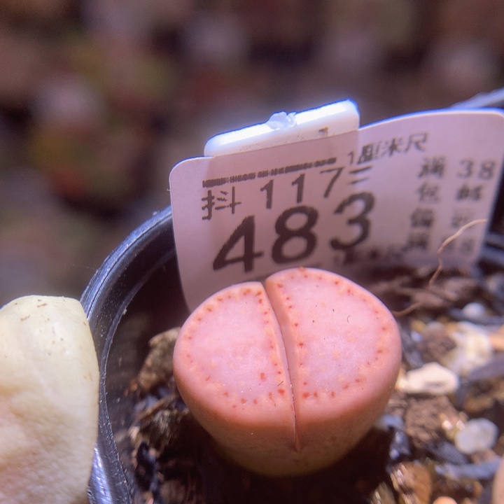 精品生石花117.483高特