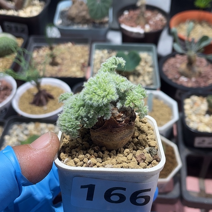 166羽叶杨葵块根，