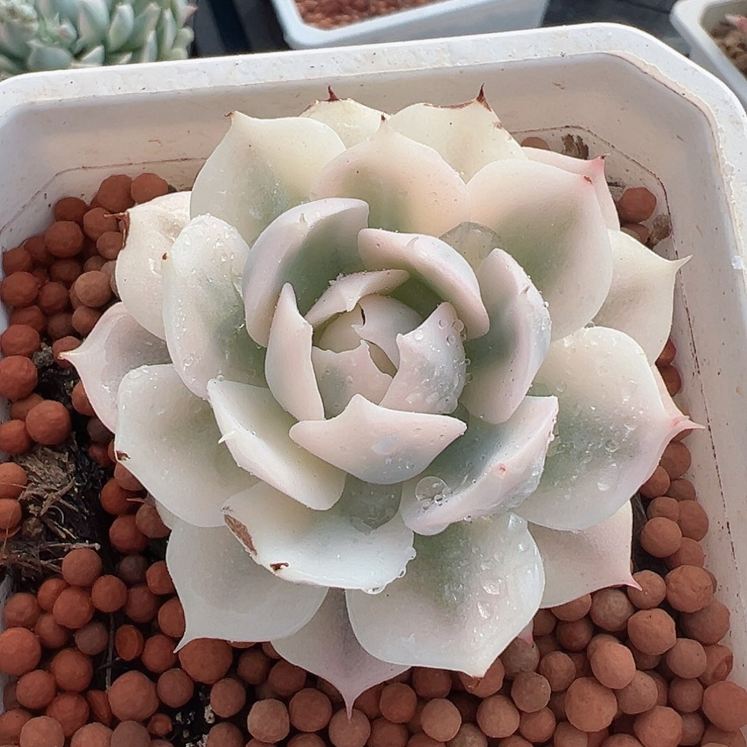 雪域锦，覆轮锦多肉植物