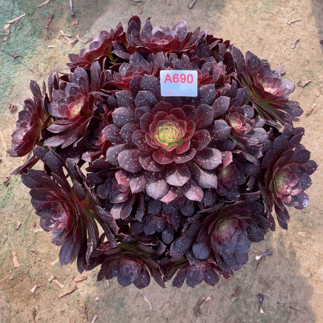 精品法师多肉赤炎莲690