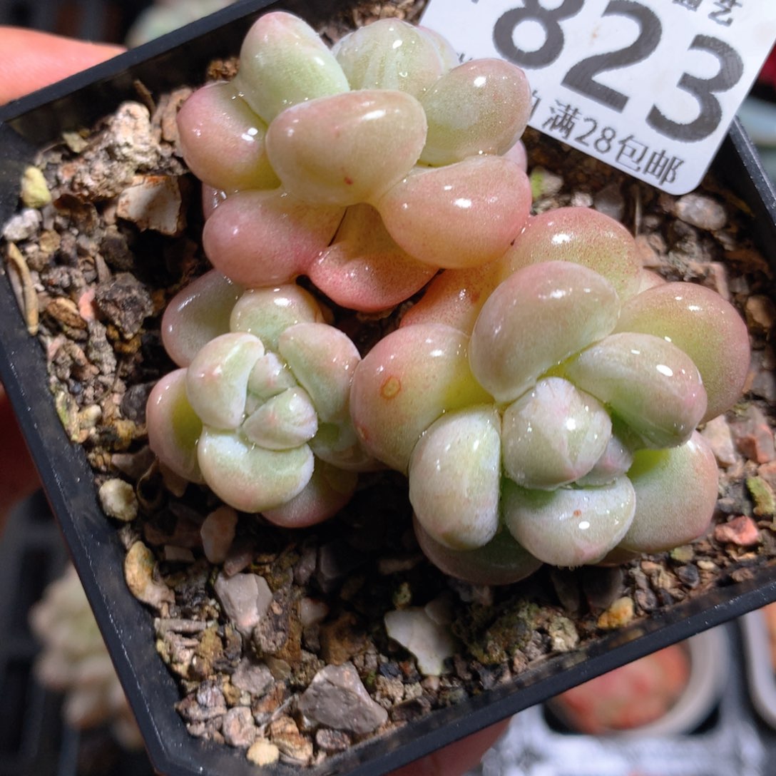 5CM拇指盆精控多肉ZF823