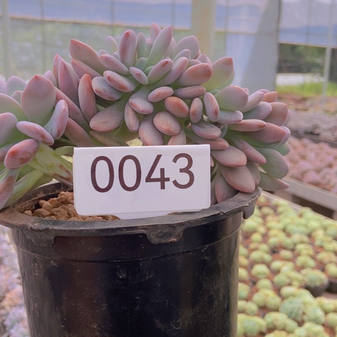 0043 粉兔。      