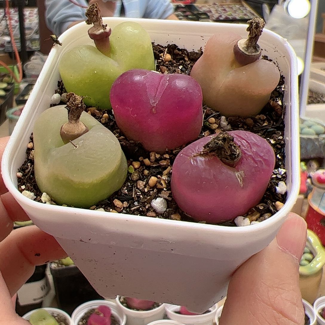 【闪购商品】h****p54 带盆