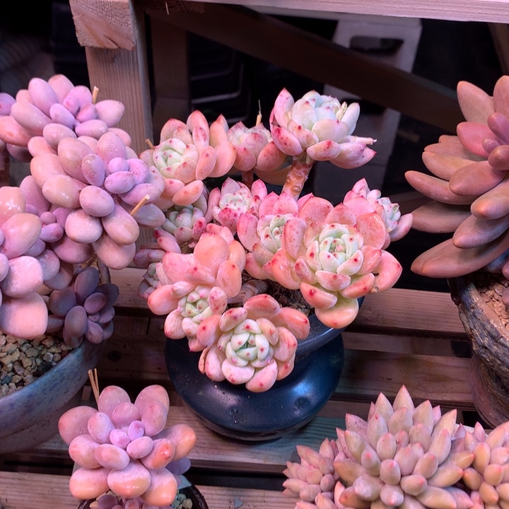 望舒多肉植物tanvchuoubo