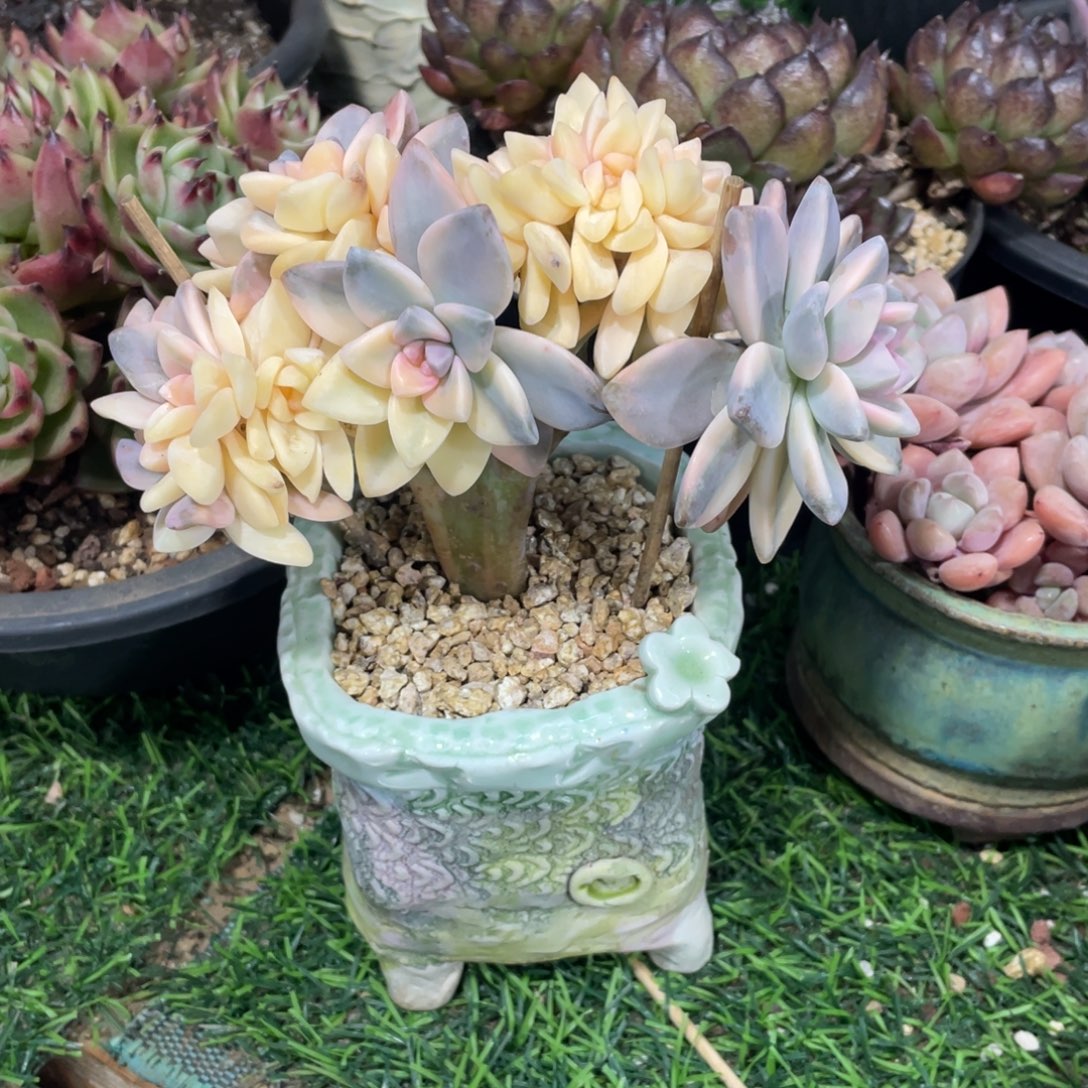 淡雪锦缀冠幅13 公分一物一拍