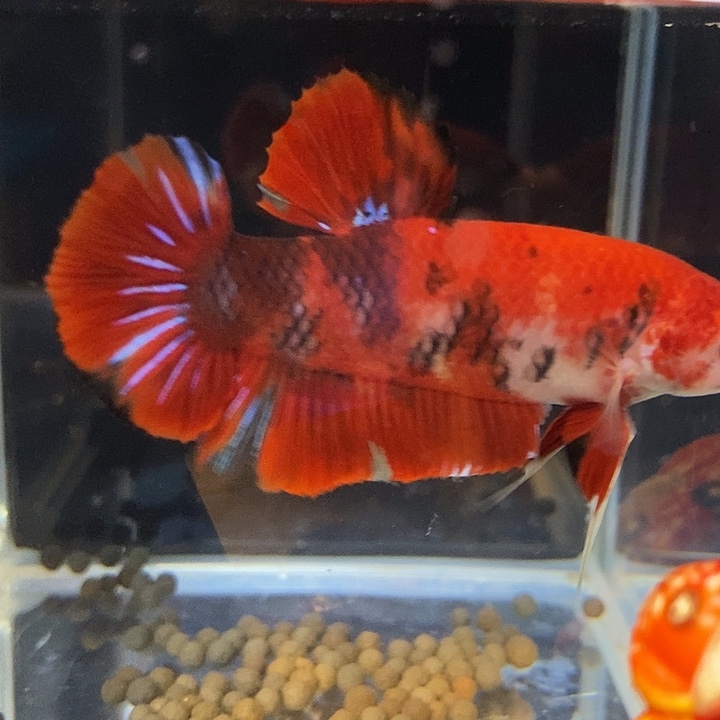 斗鱼黑238号巨斗将军