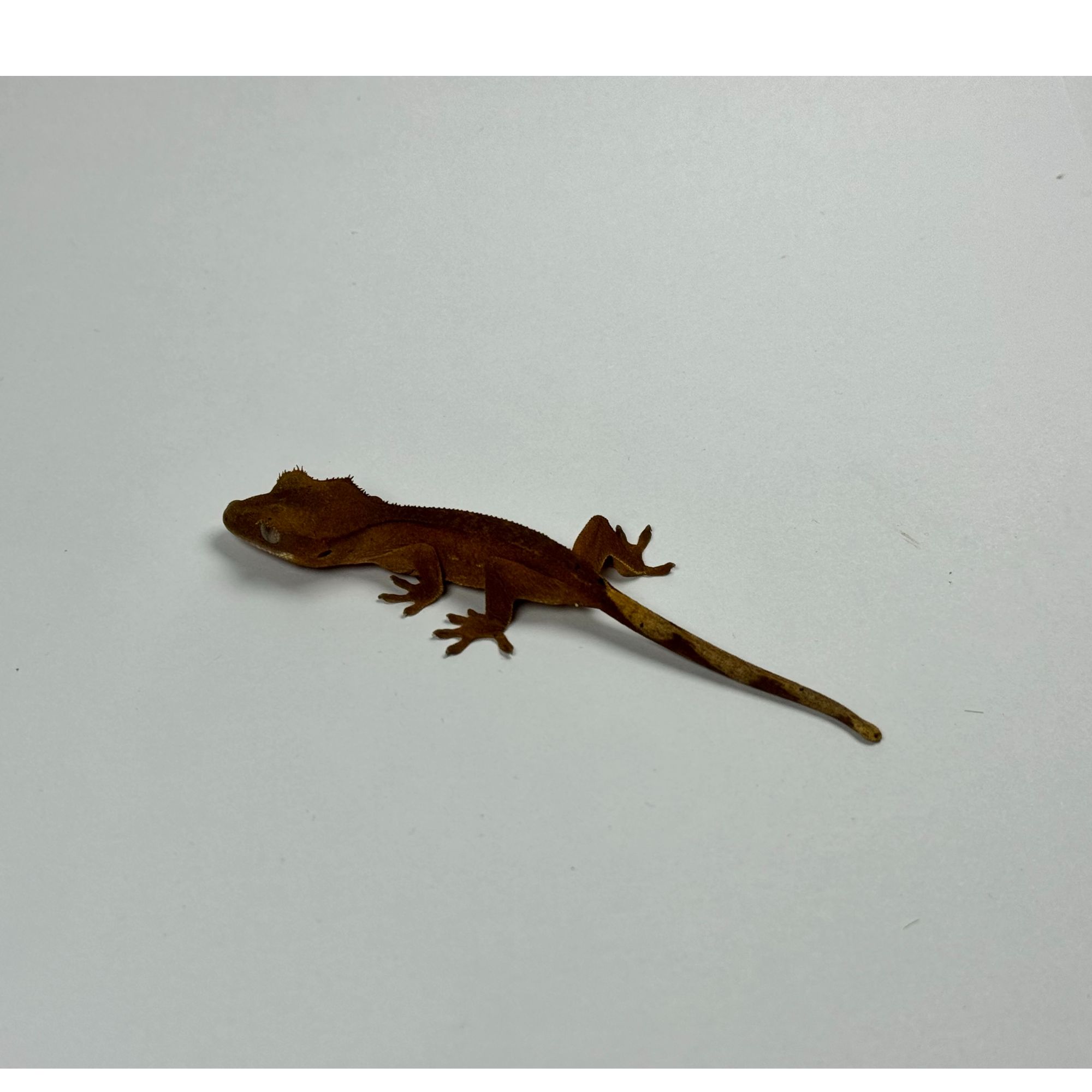 双红手入门温顺可爱桌面宠物活体