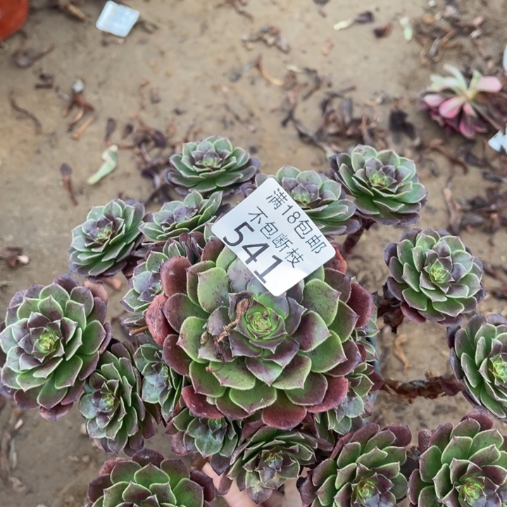 541杂交万圣铜1号