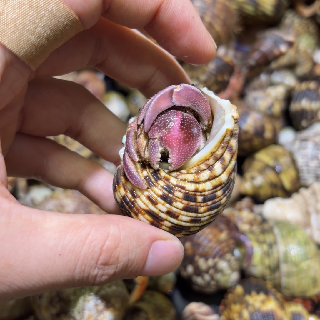 活体寄居蟹 不退不换 13