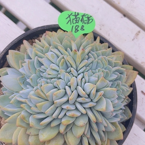 一物一拍星影缀化