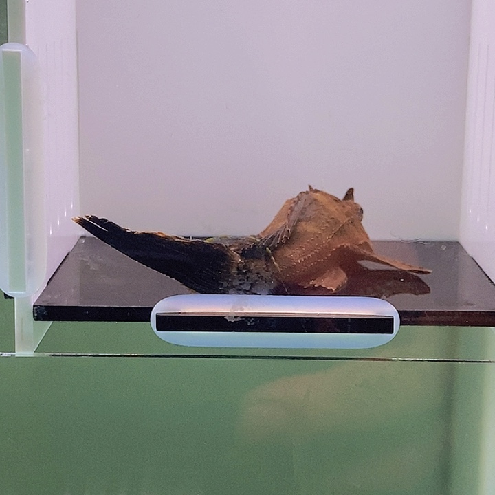 清道夫鱼鳄鱼异型11好