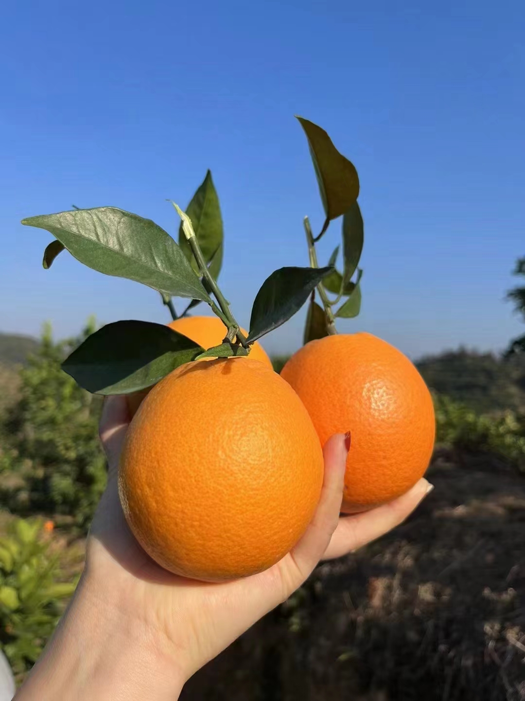 秭归脐橙纽荷尔香橙现摘现发9斤包邮秭归水田坝发货坏果包赔