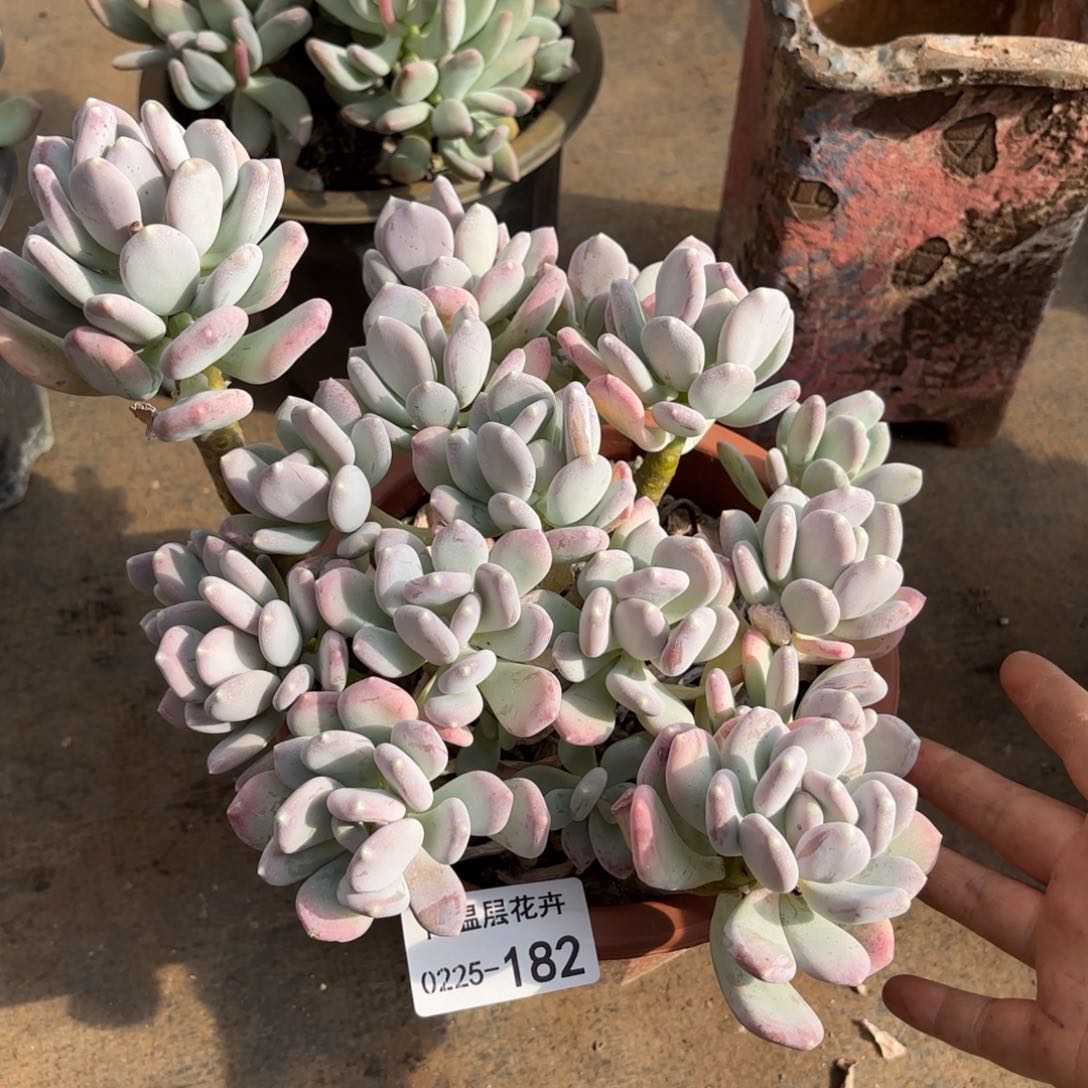 六**云同温层多肉稻田姬182