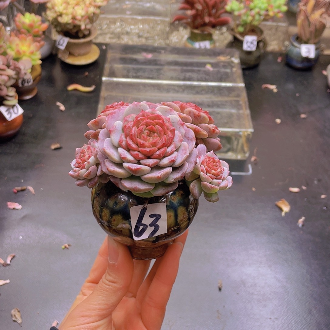 喜***-花钱花钱花钱花钱花钱